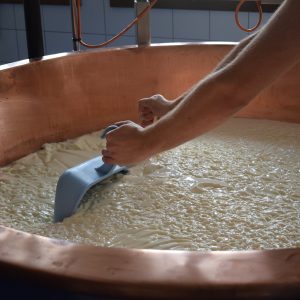 Fermenti lattici