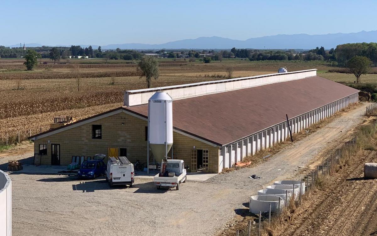 Cap. ingrasso suini
