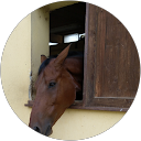 Loredana Lionetti profile picture