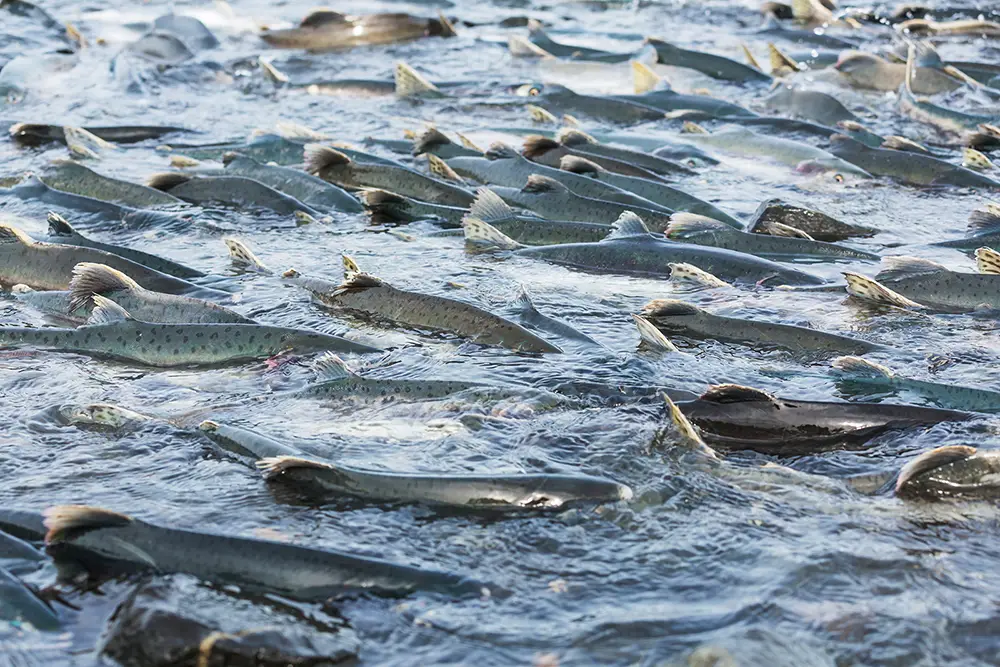Gestione dell'acqua per acquacoltura e allevamenti ittici